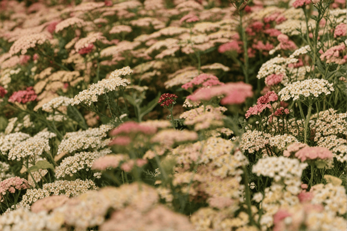 Apricot Delight Yarrow (Achillea millefolium 'Apricot Delight') - 4-Inch Live Plant