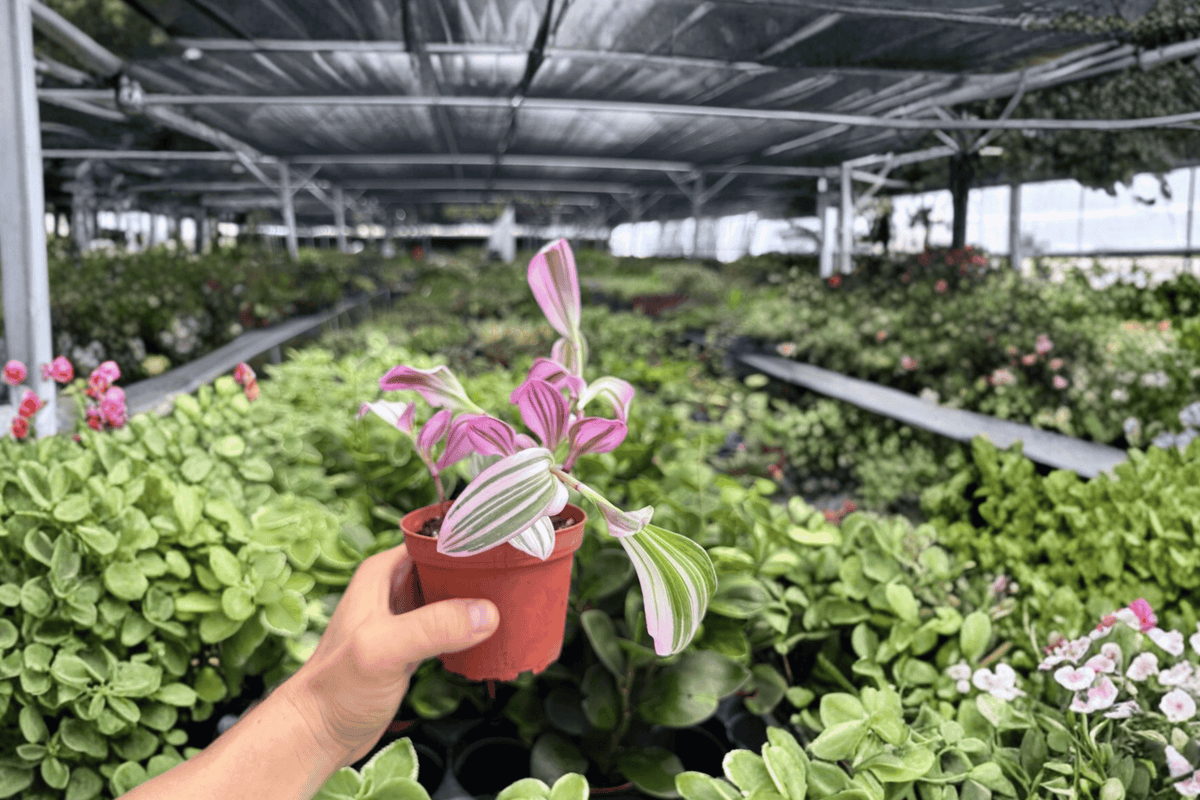 Tradescantia Nanouk (2 Live Plants) - 4-Inch Pots, Ornamental Foliage