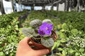 Snow Edelweiss African Violet (Streptocarpus ionanthus ‘Snow Edelweiss’) - 2 Bare Root 4-Inch Live Plants