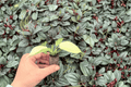 Philodendron Florida Ghost Mint | 2 Exact Live Starter Plants