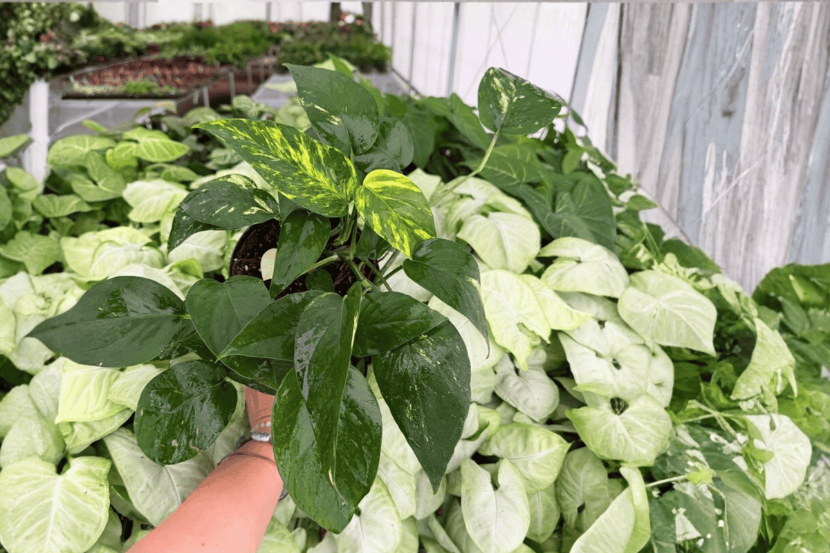 Monstera Standleyana Albo Variegata - 2 Live Plants in 6-Inch Pots