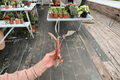 Apoballis acuminatissimum 'Lavallei' Red Sword Starter Plants - Bare Root (2 live plants)