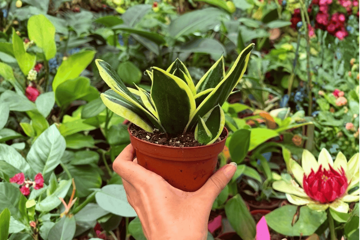 Sansevieria Hahnii Lotus 2-Pack | Exact Plants, 4-Inch Pot (Shipping Status Conflicting)