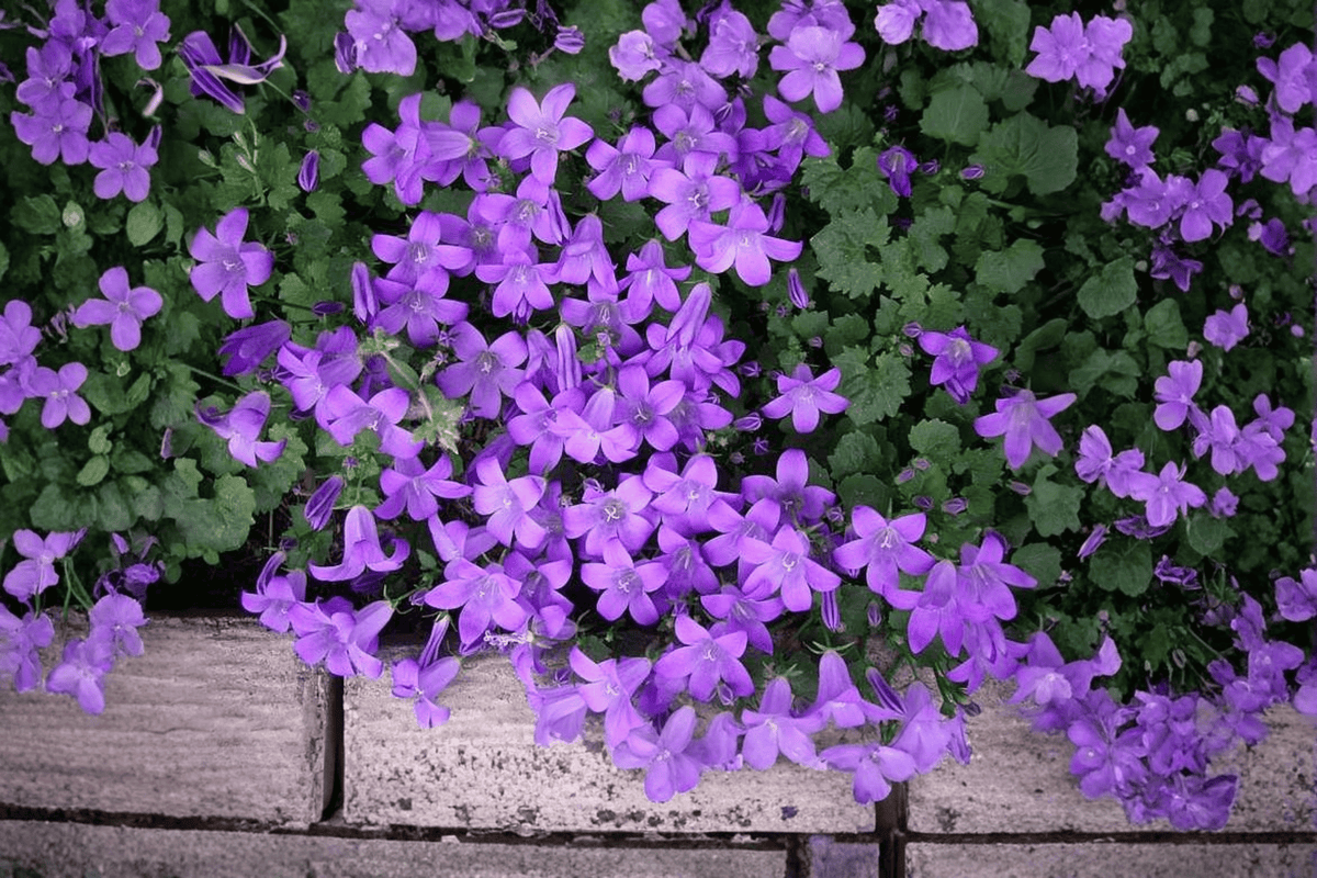 Dalmatian Bellflower Campanula portenschlagiana | 4-Inch Live Plant