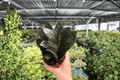 ZZ Black Queen Live Plants (2) in 4-Inch Pots | Zamioculcas zamiifolia 'Black Queen'