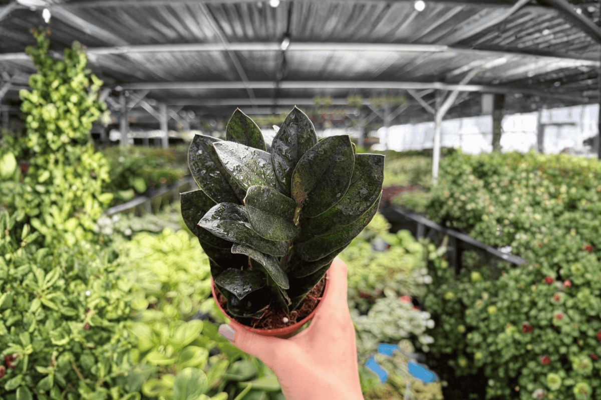 ZZ Black Queen Live Plants (2) in 4-Inch Pots | Zamioculcas zamiifolia 'Black Queen'