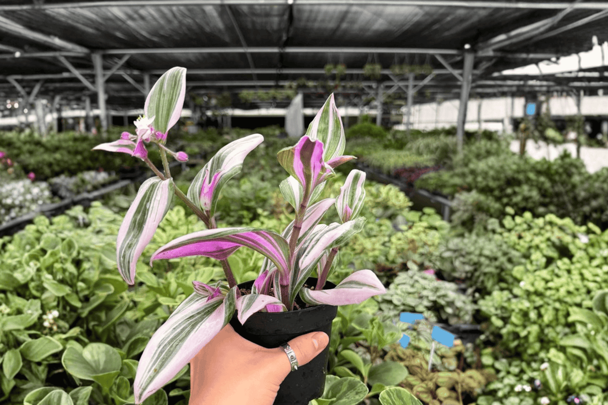 Tradescantia Nanouk - 2 Live Potted Plants, 4-Inch Pots