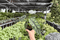 Alocasia Dragon Scale (Alocasia baginda 'Dragon Scale') - 2 Live Plants in 4-Inch Pots