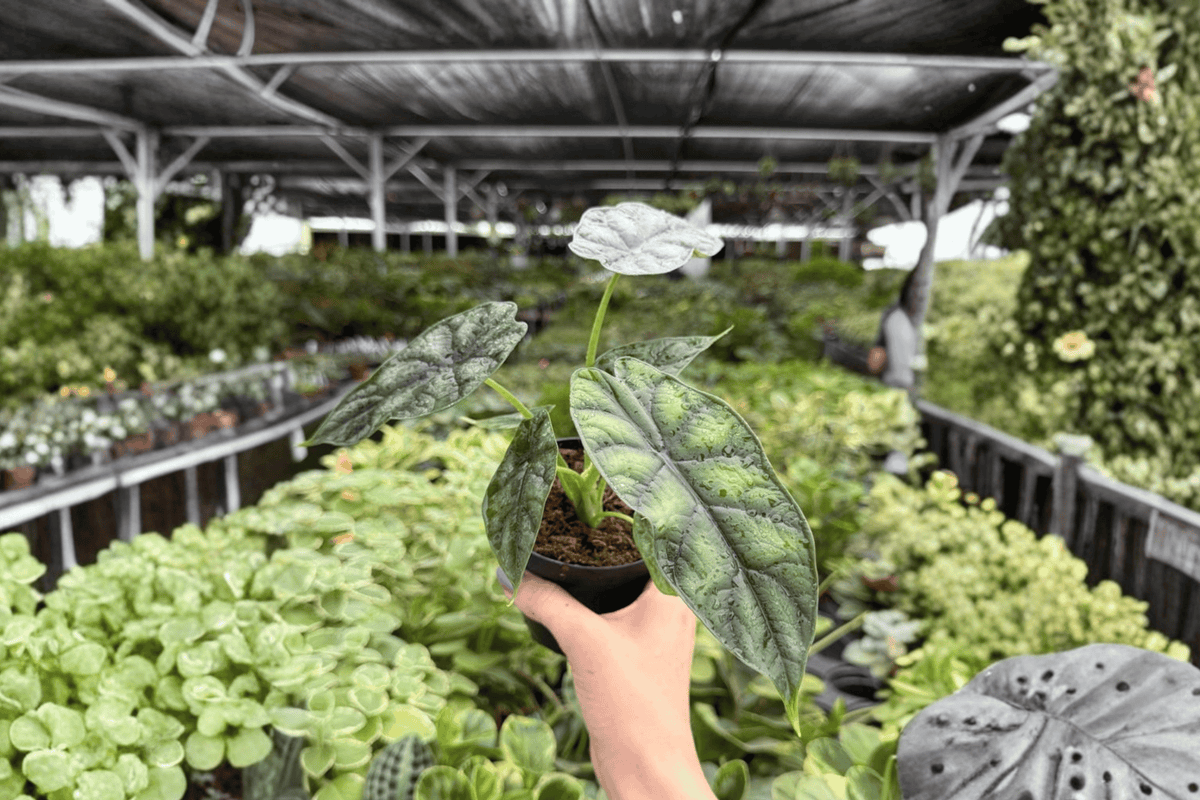 Alocasia Dragon Scale (Alocasia baginda 'Dragon Scale') - 2 Live Plants in 4-Inch Pots