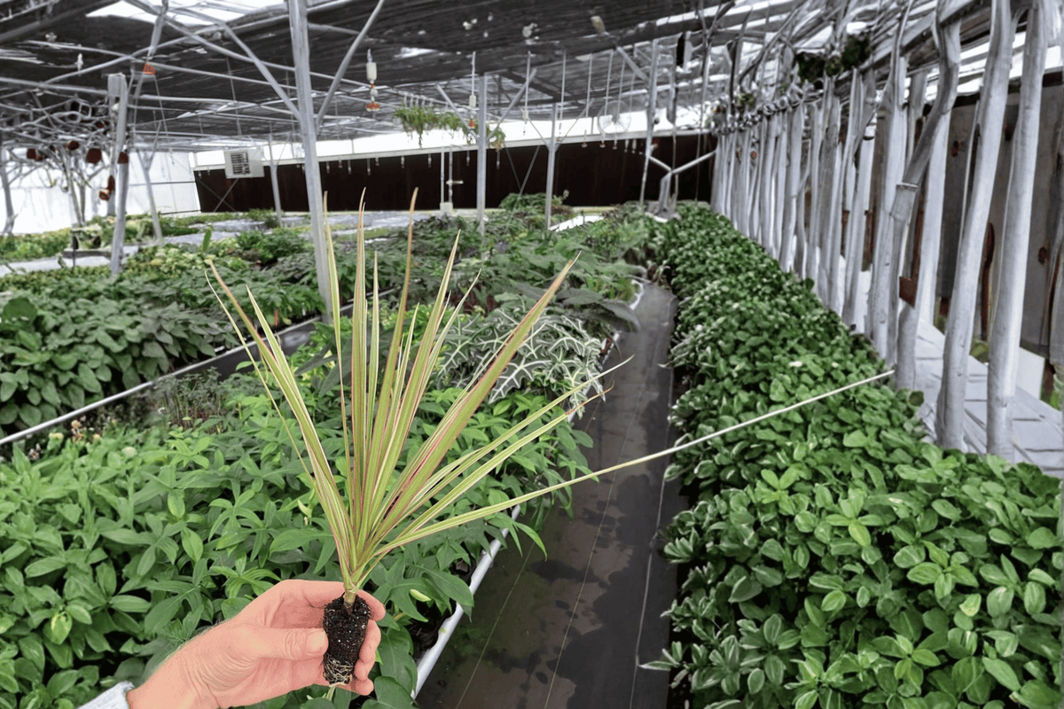 Dracaena Marginata Bicolor Starter Plants (2) - Bare Root