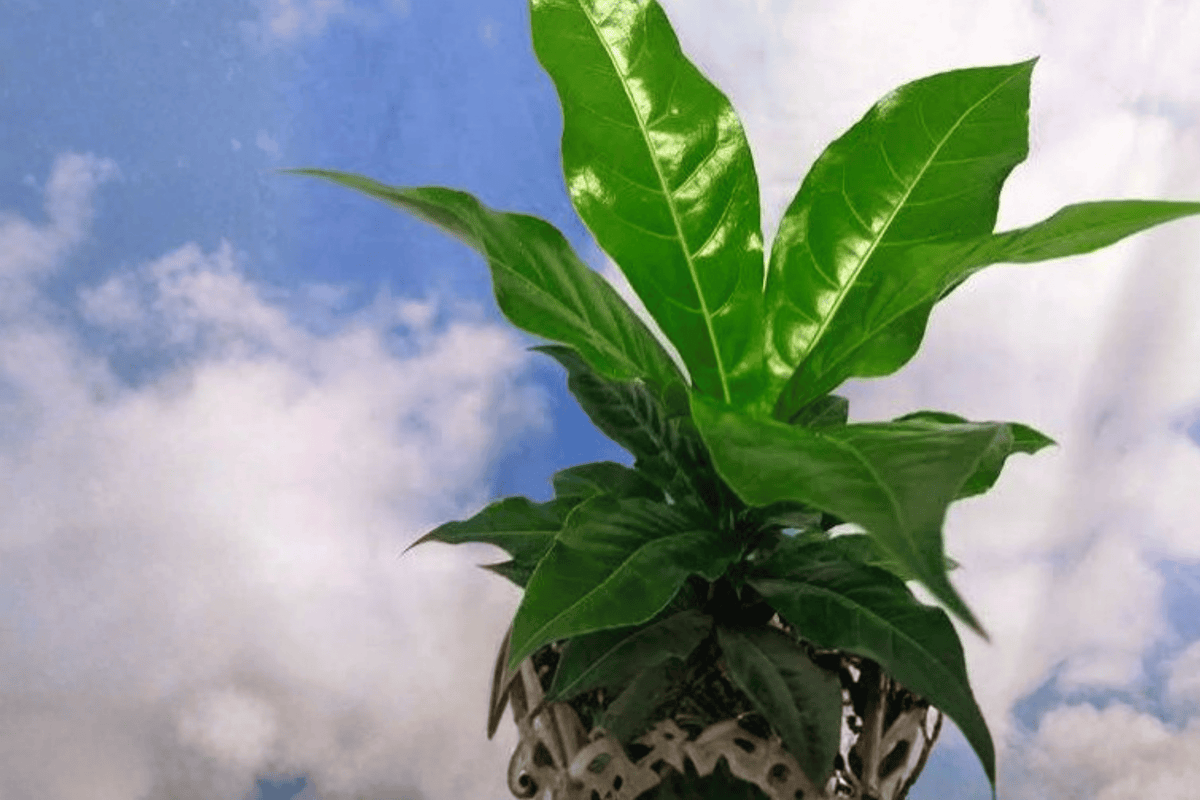 Bird’s Nest Anthurium (Anthurium plowmanii) - 4-Inch Live Plant