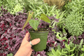 Anthurium Subsignatum x Regale - 2 Exact Live Plants, 4-Inch Pots