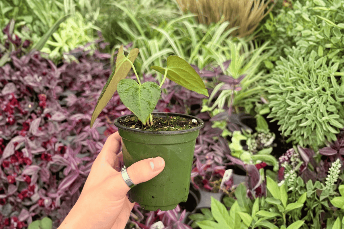 Anthurium Subsignatum x Regale - 2 Exact Live Plants, 4-Inch Pots