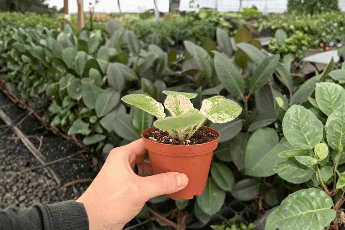 African Violet Harmony's Love Bug - 2 Exact Live Plants in 4" Pots (Potted)
