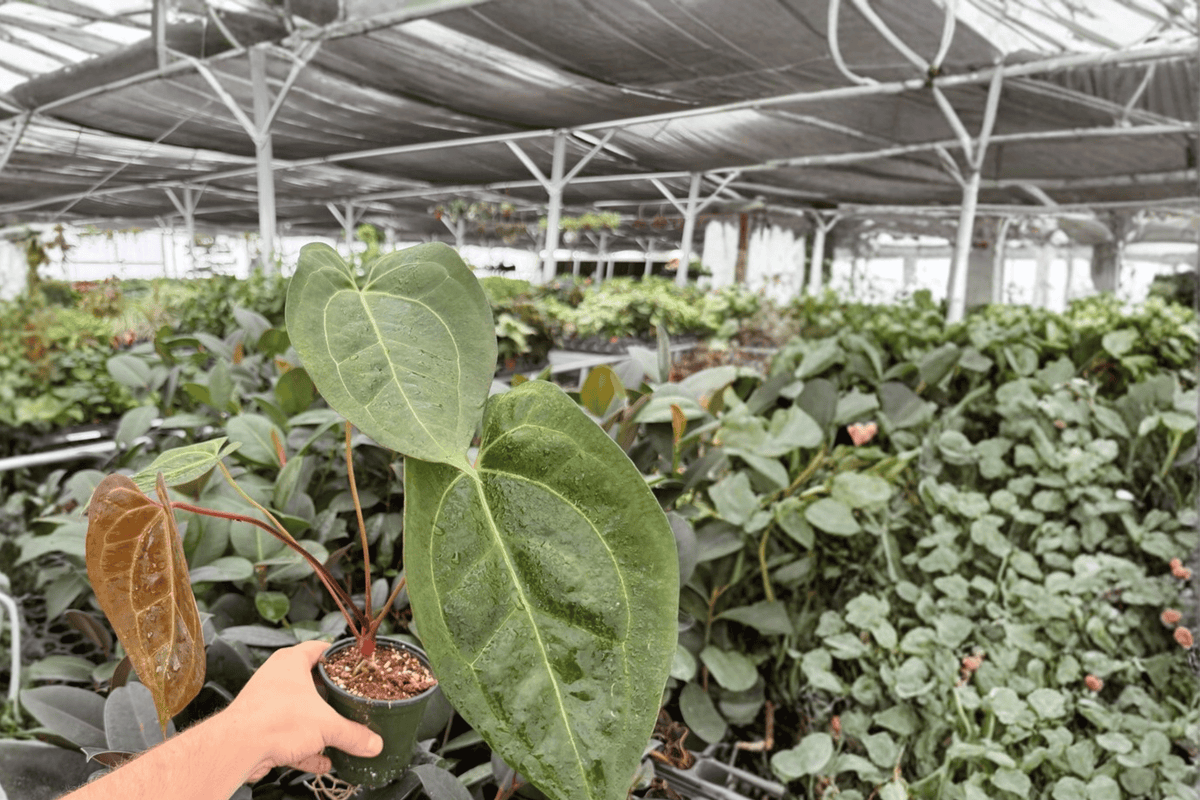 Anthurium Black Sweet x Portillae - 2 Live 4-Inch Pots (Exact Plants)