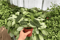 Anthurium Red Stem × Legend - 2 Bare-Root Live Plants, 4-Inch Pot (Exact Plants pictured)