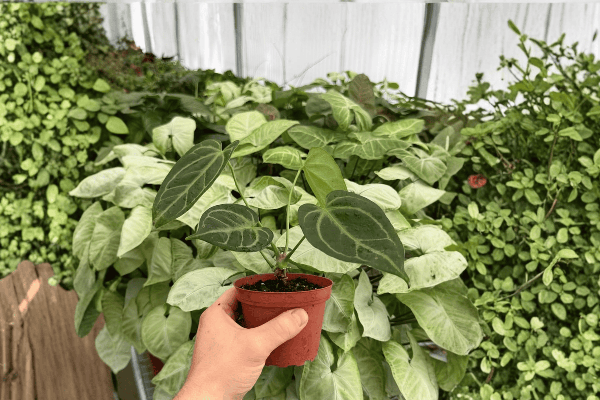 Anthurium Red Stem × Legend - 2 Bare-Root Live Plants, 4-Inch Pot (Exact Plants pictured)