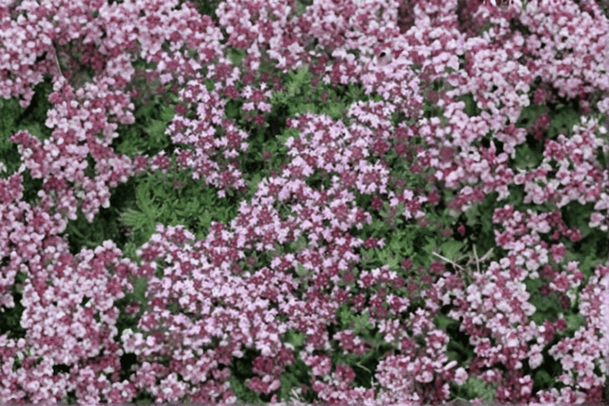Magic Carpet Creeping Thyme (Thymus serpyllum) 4in Pot - 1 Live Plant