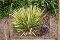 Color Guard Yucca filamentosa (Color Guard) 1-Gallon Live Plant