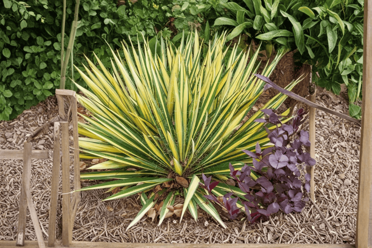 Color Guard Yucca filamentosa (Color Guard) 1-Gallon Live Plant