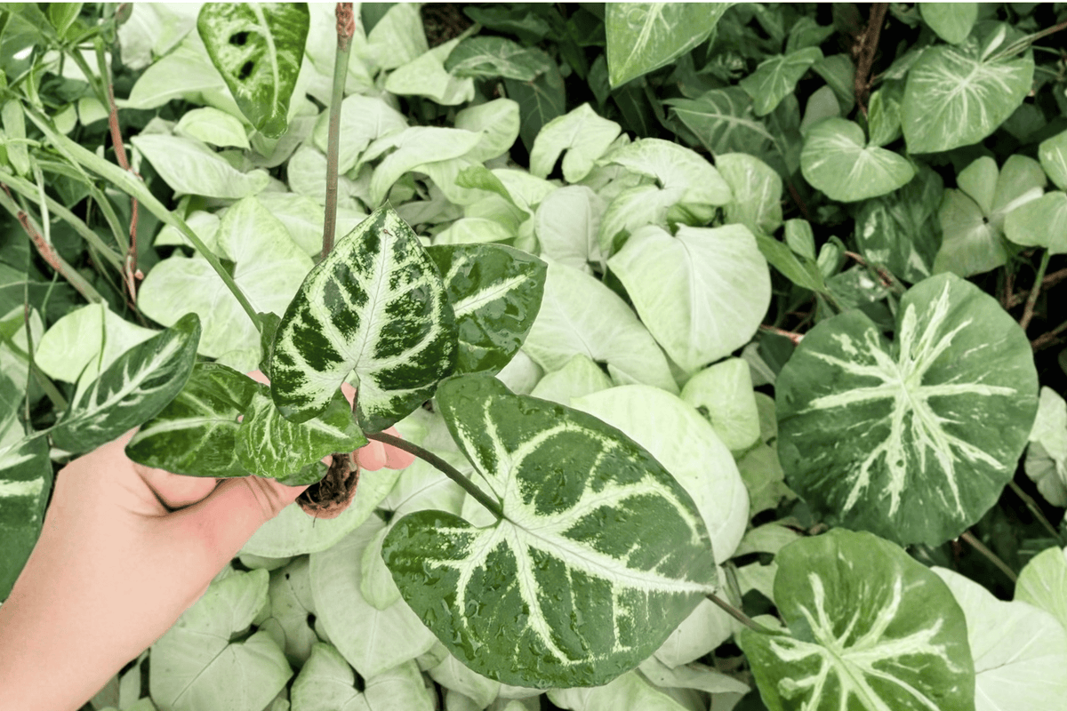 Syngonium Glo-Go Starter Plants (2) – Live 2-Inch Pot Reference