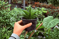 Sansevieria Jewel Crown 2-Plant Exact Specimen - 4" Pot (Shipping Confirmations Pending)