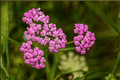 Pink Grapefruit Yarrow (Achillea millefolium 'Pink Grapefruit') 4-Inch Live Plant