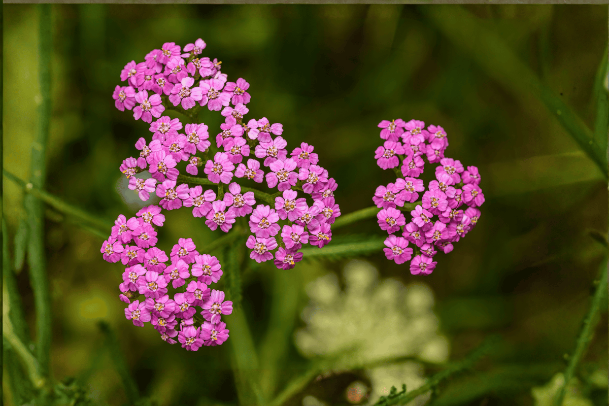 Pink Grapefruit Yarrow (Achillea millefolium 'Pink Grapefruit') 4-Inch Live Plant