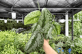 Scindapsus Exotica (Exotica) 2-Plant 4-Inch Potted Live Set