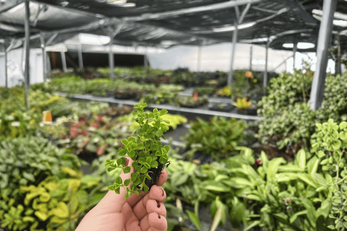 Pilea depressa Baby Tears Starter Plants (2) – Unpotted in Protective Soil Pod