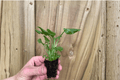 Enzie Xanadu (Thaumatophyllum xanadu) Starter Plants — 2 Live, Bare-Root with Soil Pods