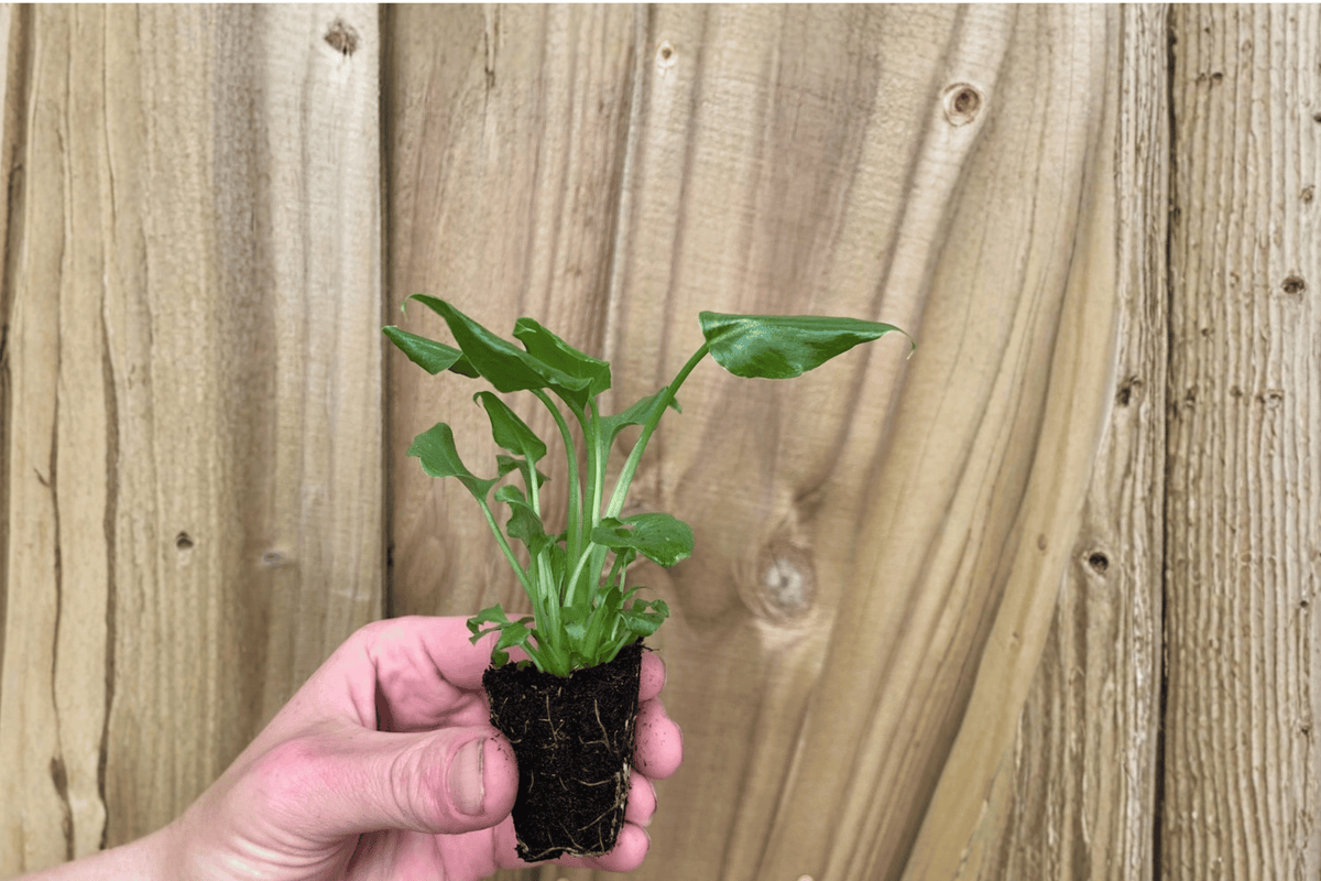 Enzie Xanadu (Thaumatophyllum xanadu) Starter Plants — 2 Live, Bare-Root with Soil Pods
