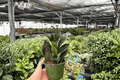 ZZ Black Queen Live Plants (2) - 4-Inch Pots | Zamioculcas zamiifolia