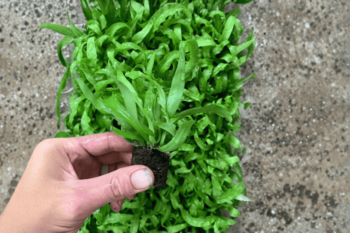 Hurricane Fern (Asplenium antiquum 'Hurricane') - 2 Live Starter Plants, Bare Root