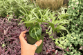 Anthurium Hoffmanii × Red HU 2 Live Plants, 4-Inch Pots, Shipped Potted
