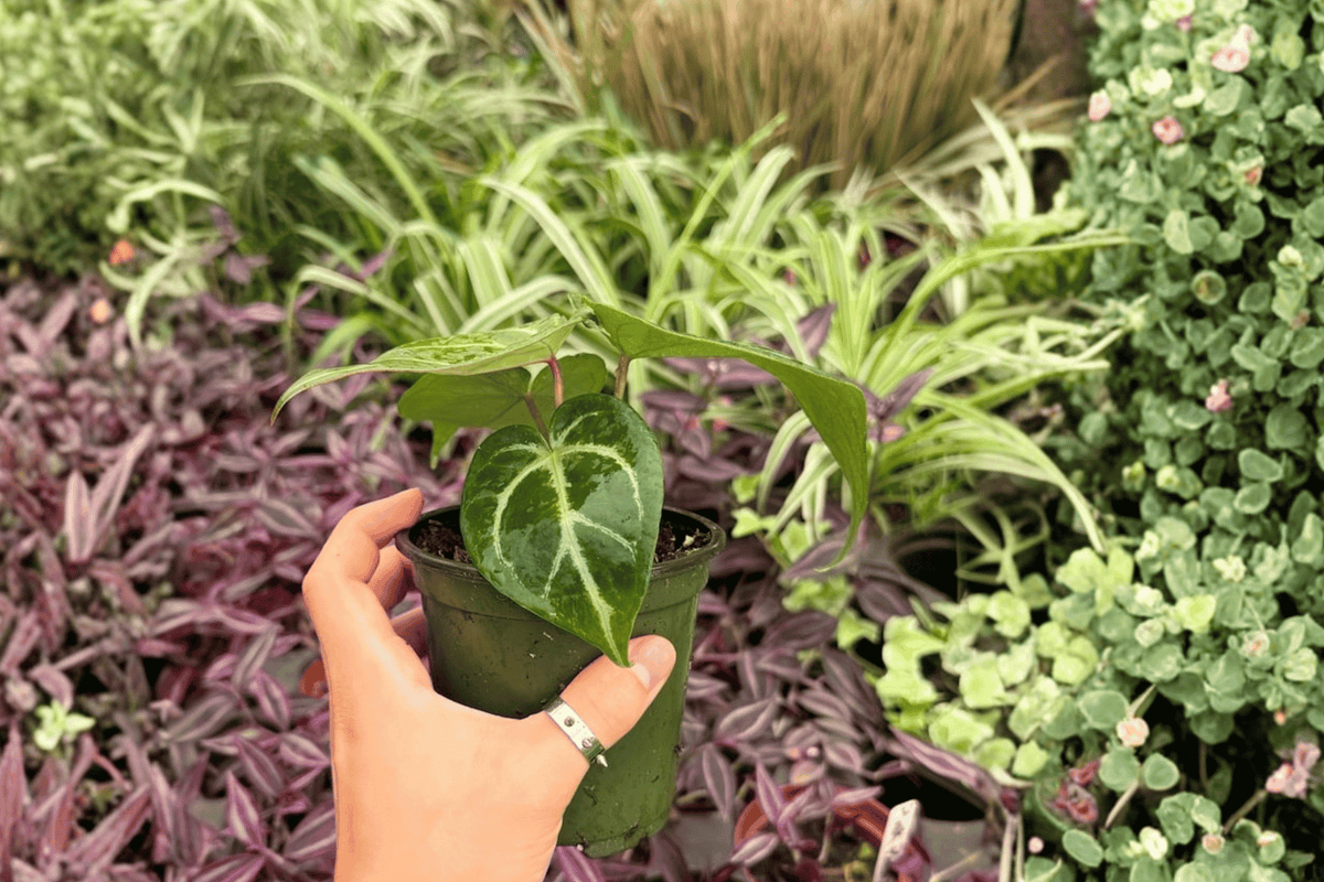 Anthurium Hoffmanii × Red HU 2 Live Plants, 4-Inch Pots, Shipped Potted