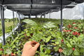 Calathea Zebrina (Goeppertia zebrina) - 2 Exact Starter Plants Bare Root