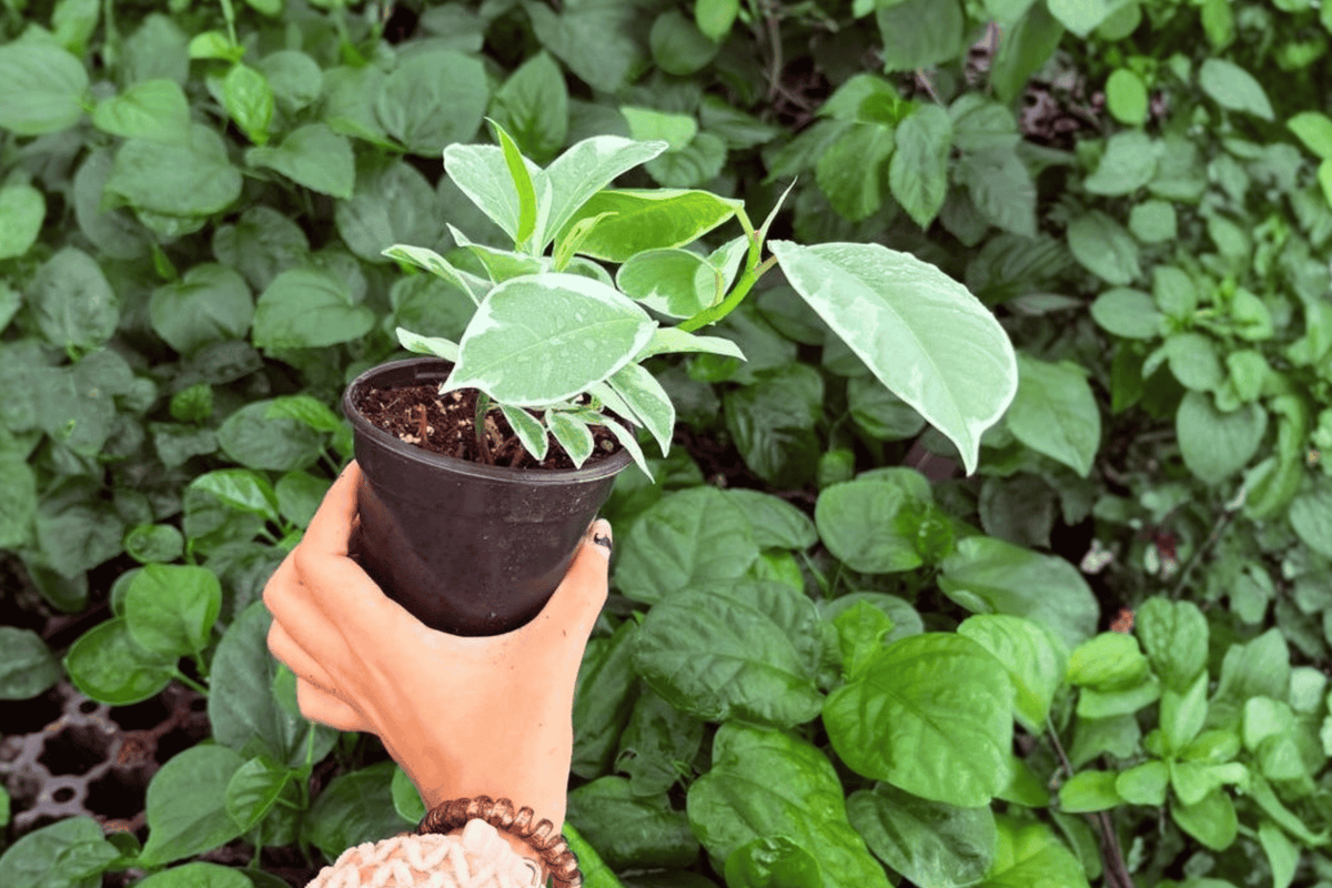 Ficus elastica 'Tineke' - 2 Live 4-Inch Pots (Exact Plants) - Indoor Rubber Plant