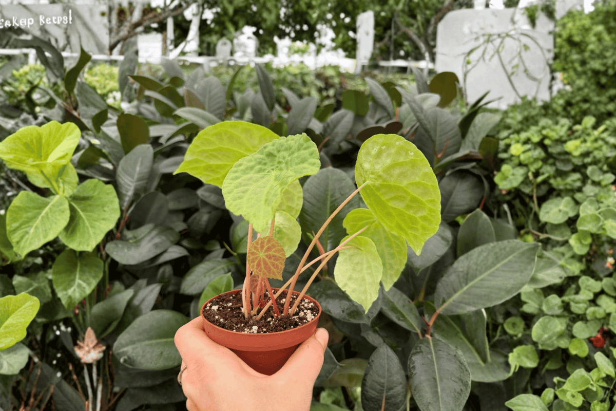 Begonia phuthoensis - 2 Exact Bare-Root Live Plants in 4-Inch Pots
