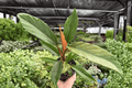 Philodendron Pluto 'Choco Empress' - 2 Live Plants in 4-Inch Pots