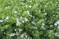 White Serbian Bellflower Alba Campanula poscharskyana | 4-Inch Pot Live Plant