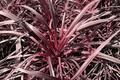 Salsa Torbay Palm Cordyline australis 'Salsa' (1 Gal) | Dancing Series