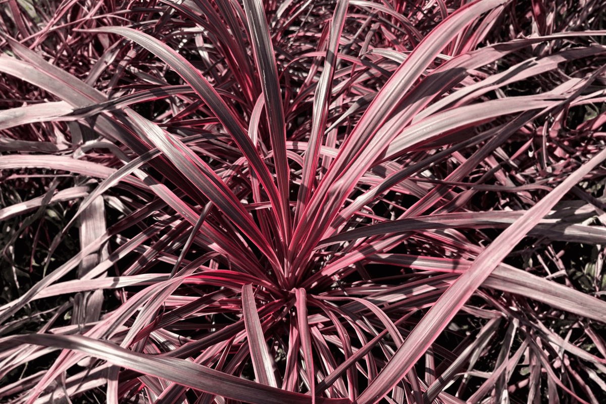 Salsa Torbay Palm Cordyline australis 'Salsa' (1 Gal) | Dancing Series