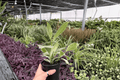 Ficus Tineke 2 Live Plants in 4-Inch Pots | Ficus elastica 'Tineke' Variegated Rubber Plant