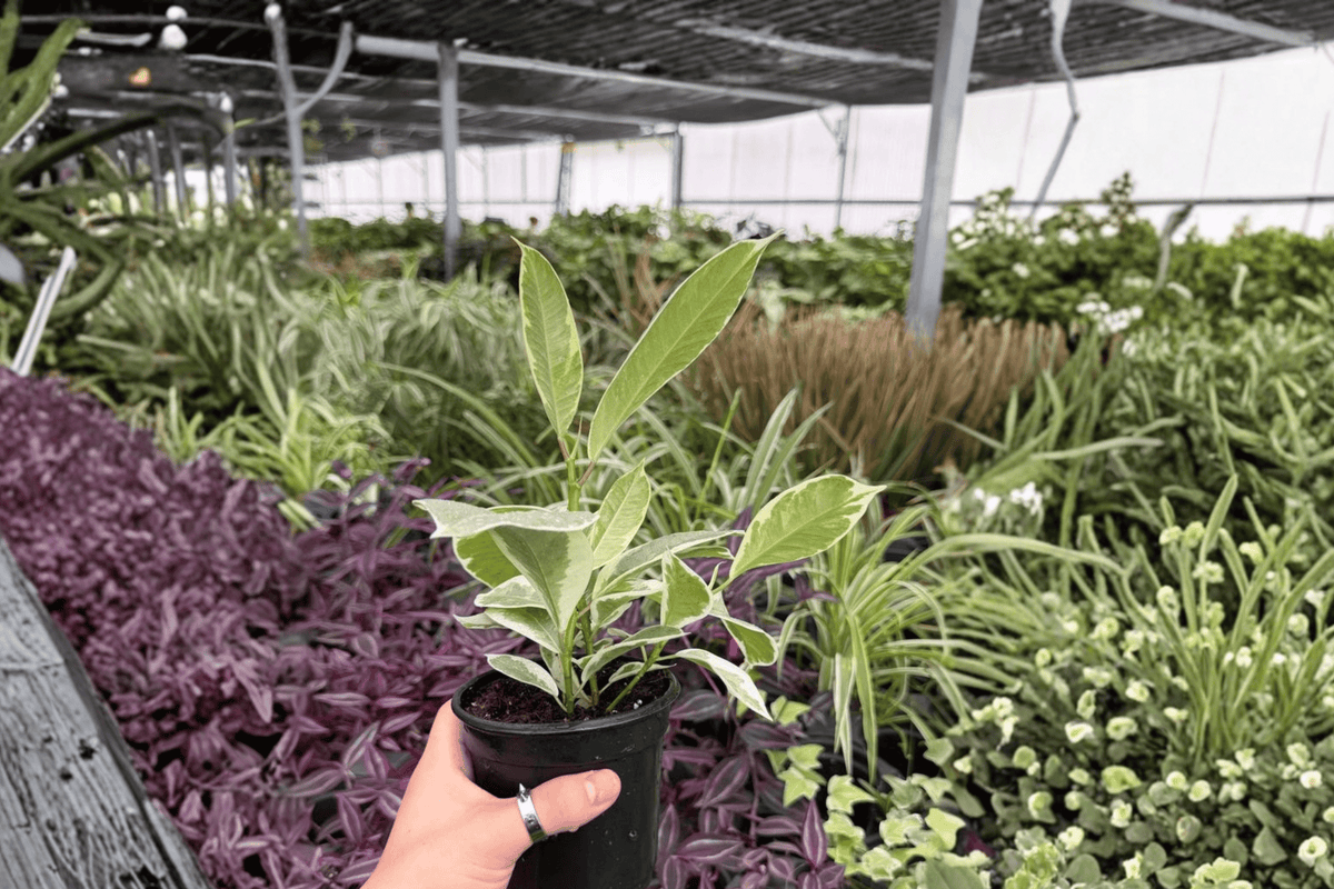 Ficus Tineke 2 Live Plants in 4-Inch Pots | Ficus elastica 'Tineke' Variegated Rubber Plant