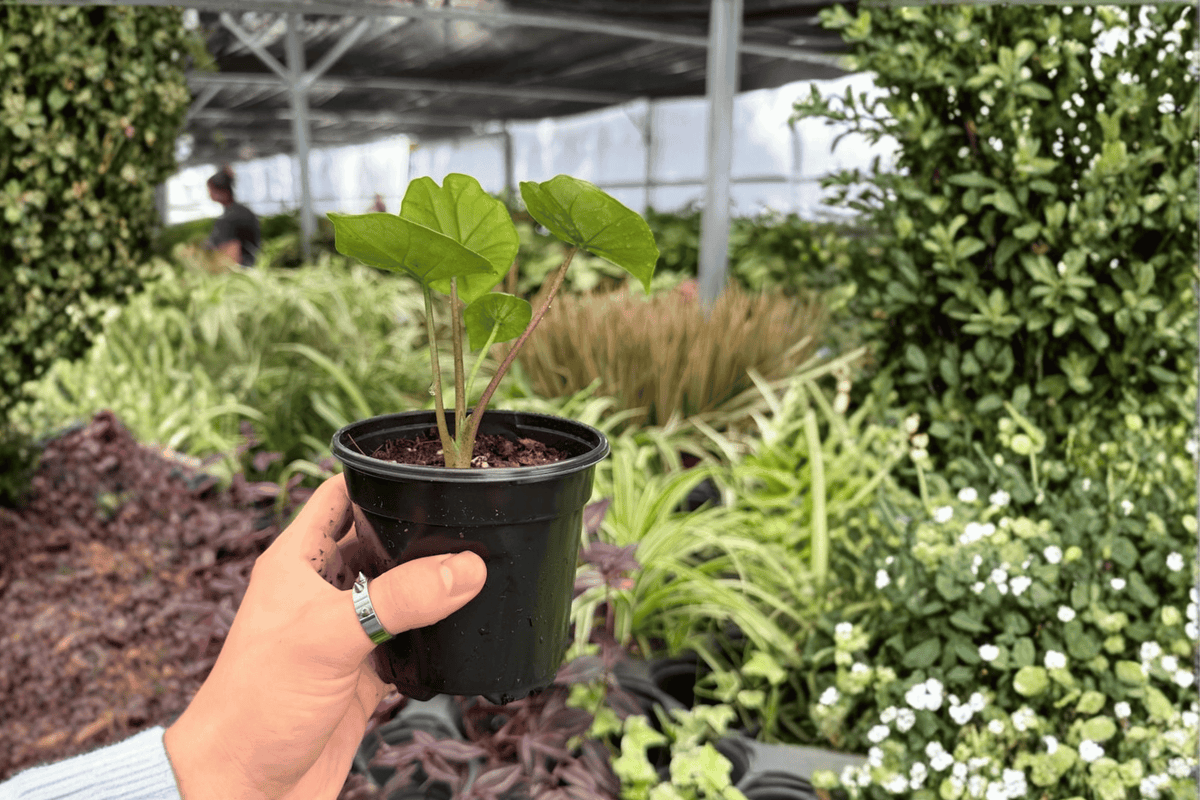 Alocasia Platinum Bisma - 2 Live Plants in 4-Inch Pots