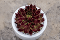 Sempervivum 'Fire Quartz' Hens and Chicks - 4-Inch Pot (Live Plant)