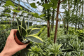 Sansevieria Marginata Jade Live Plants – 4-inch Pot (2-Pack) – Fully Established Roots
