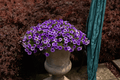 Calibrachoa Colibri Dark Lavender Million Bells - 4-Inch Pot, 1 Live Plant