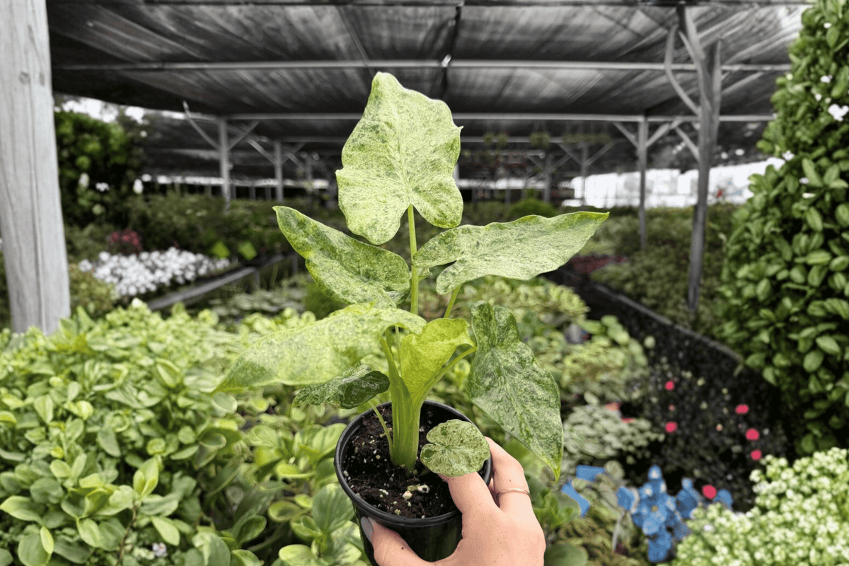 Alocasia Odora Batik Snow Variegated - 2 Live Plants in 4-Inch Pots